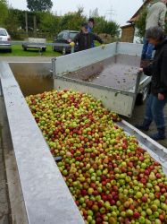 Obsternte Und Maischen 2012 32
